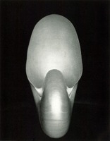 Shell, Edward Weston, 1927