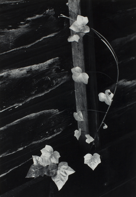 Ivy, by Minor White