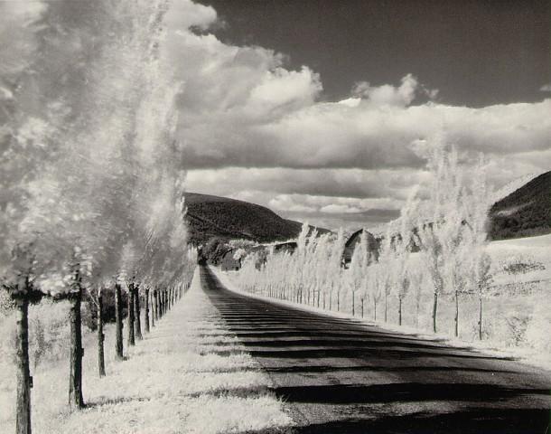 Poplar Trees, Minor White - Infrared Photography